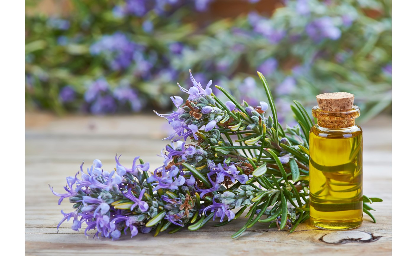 Rozmaryn – aromatyczne zioło o niezwykłych właściwościach